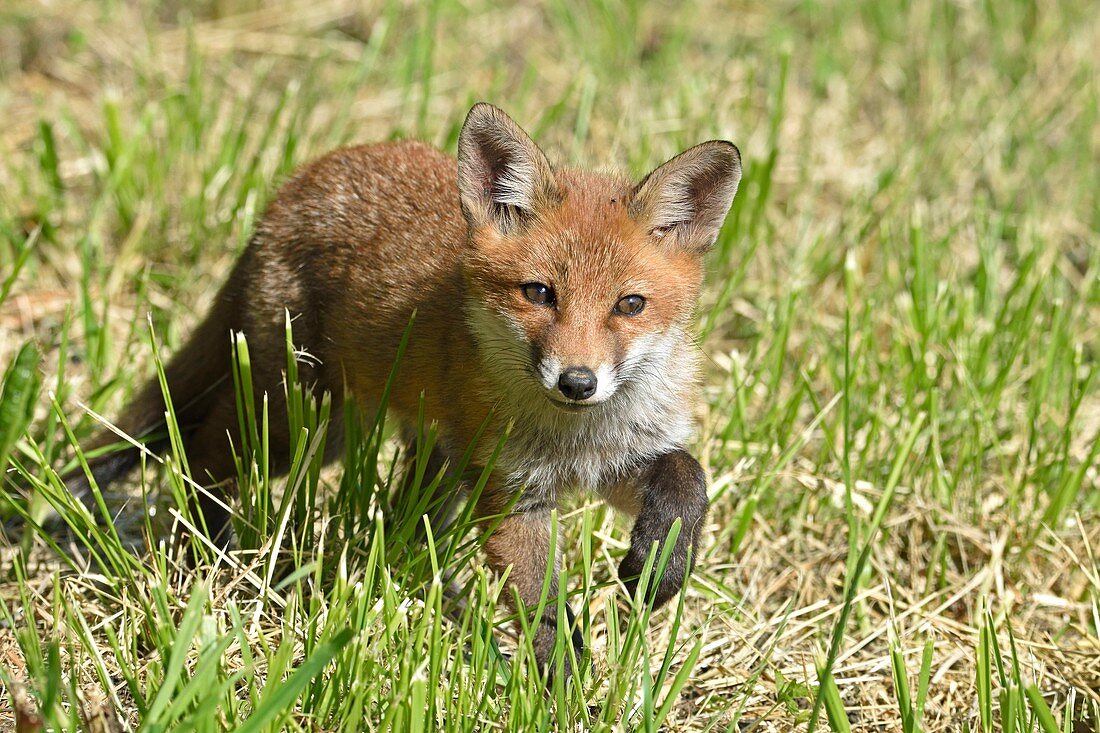 France, Doubs, red fox, fox cub sleeping in a meadow near the forest