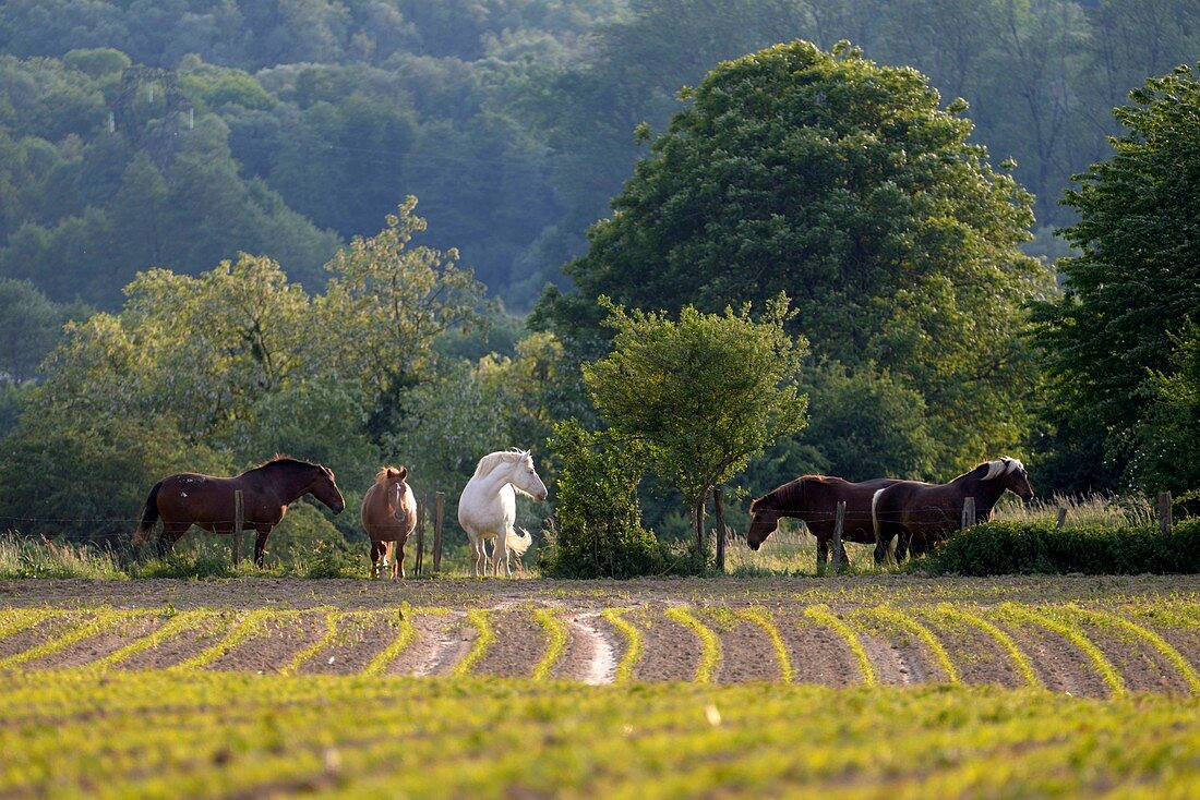 Frankreich, Doubs, Brognard, Hochebene, Pferde grasen hinter einem Maisfeld