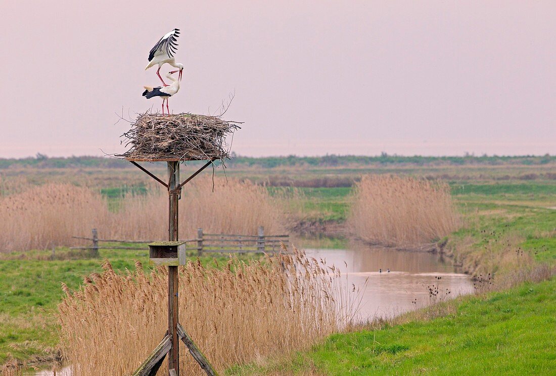 France, Charente Maritime, Moeze Natural Reserve, Mating White Storks (Ciconia ciconia)