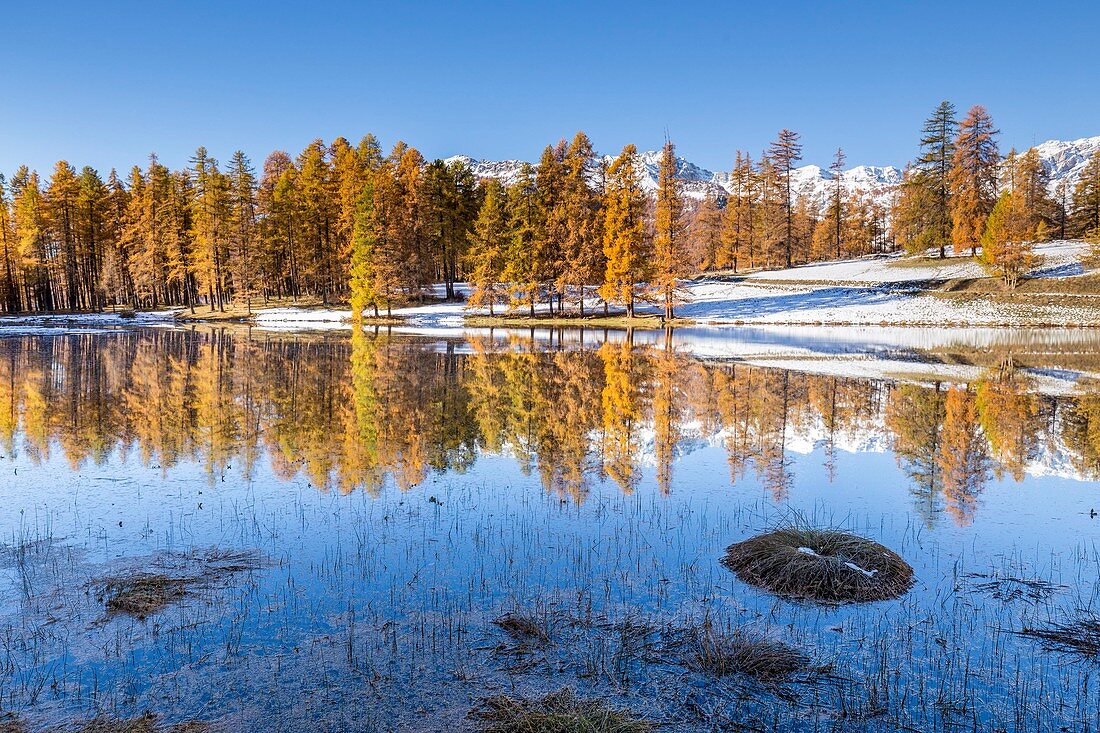 France, Hautes Alpes, regional natural reserve of Queyras, forest of Larch (Larix decidua) on the lake of Roue (1854m)