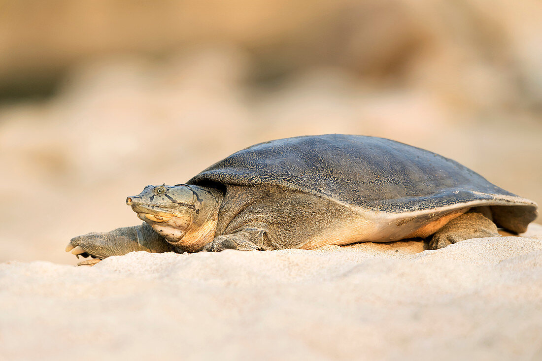 Indian softshell turtle (Nilssonia gangetica), or Ganges softshell turtle in Kotdwar, uttrakhand, India