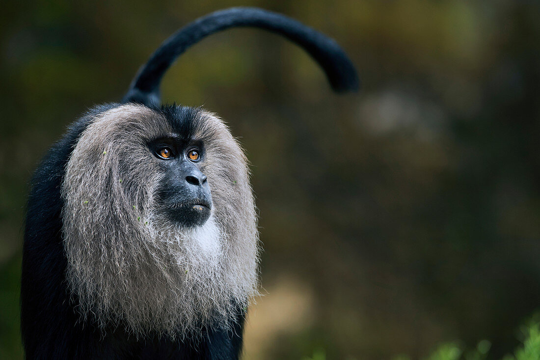 Lion-tailed macaque (Macaca silenus) at Valparai,Tamil Nadu, India