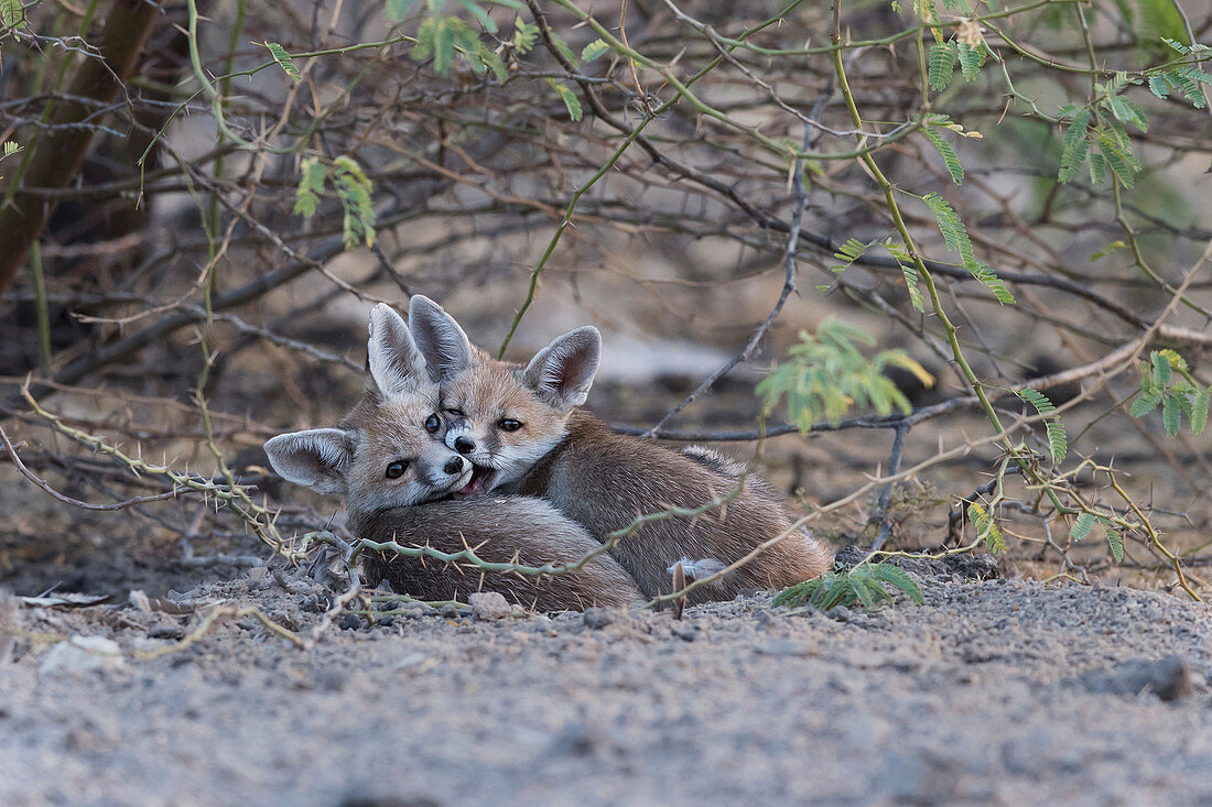 Desert fox or white-footed fox (Vulpes vulpes pusilla) pups in Kutch, Gujurat, India