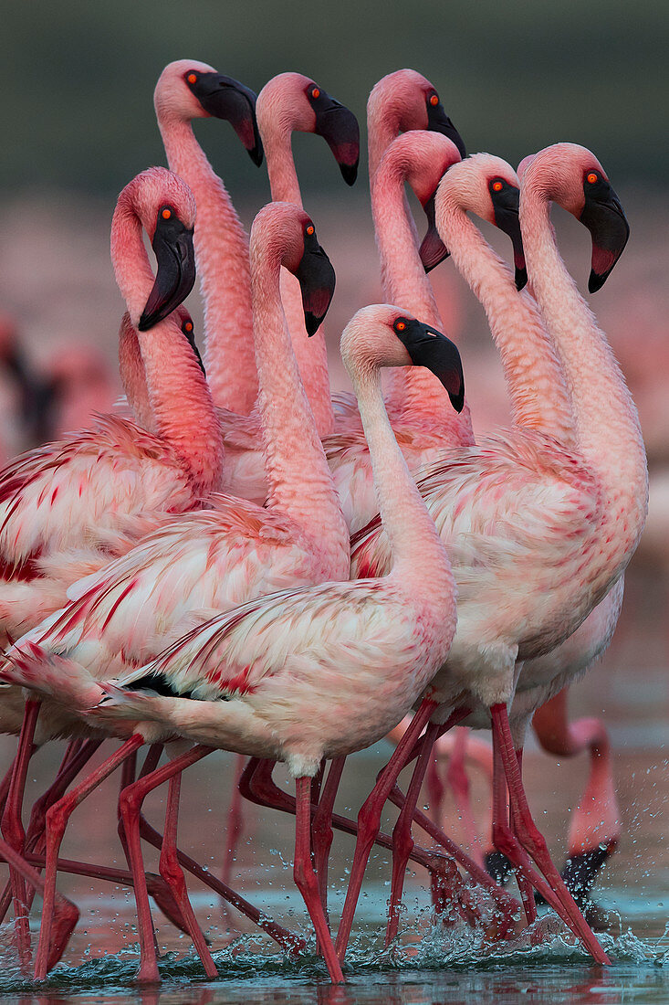 Zwergflamingo (Phoenicoparrus minor), Balztanz in Gujurat, Indien