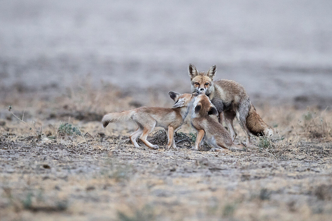 Desert fox or white-footed fox (Vulpes vulpes pusilla) mother and pups in Kutch, Gujurat, India