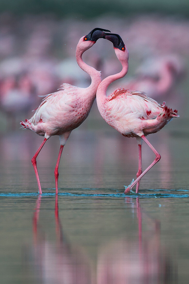 Zwergflamingo (Phoenicoparrus minor), Balztanz in Gujurat, Indien