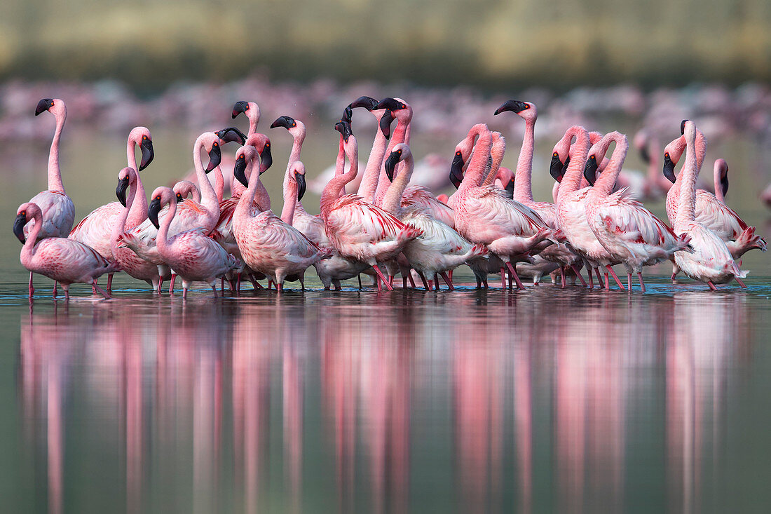 Zwergflamingo-Paar (Phoenicoparrus minor) beim Balztanz in Gujurat, Indien