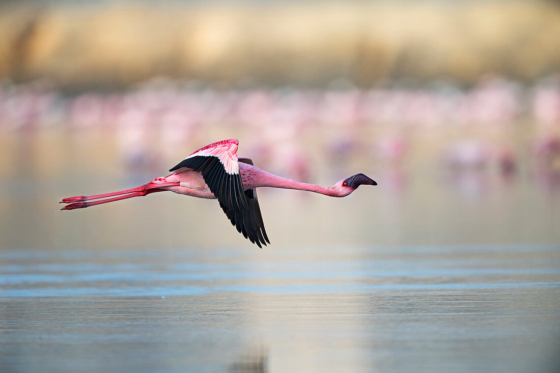 Zwergflamingo (Phoenicoparrus minor) beim Fliegen, Gujurat, Indien