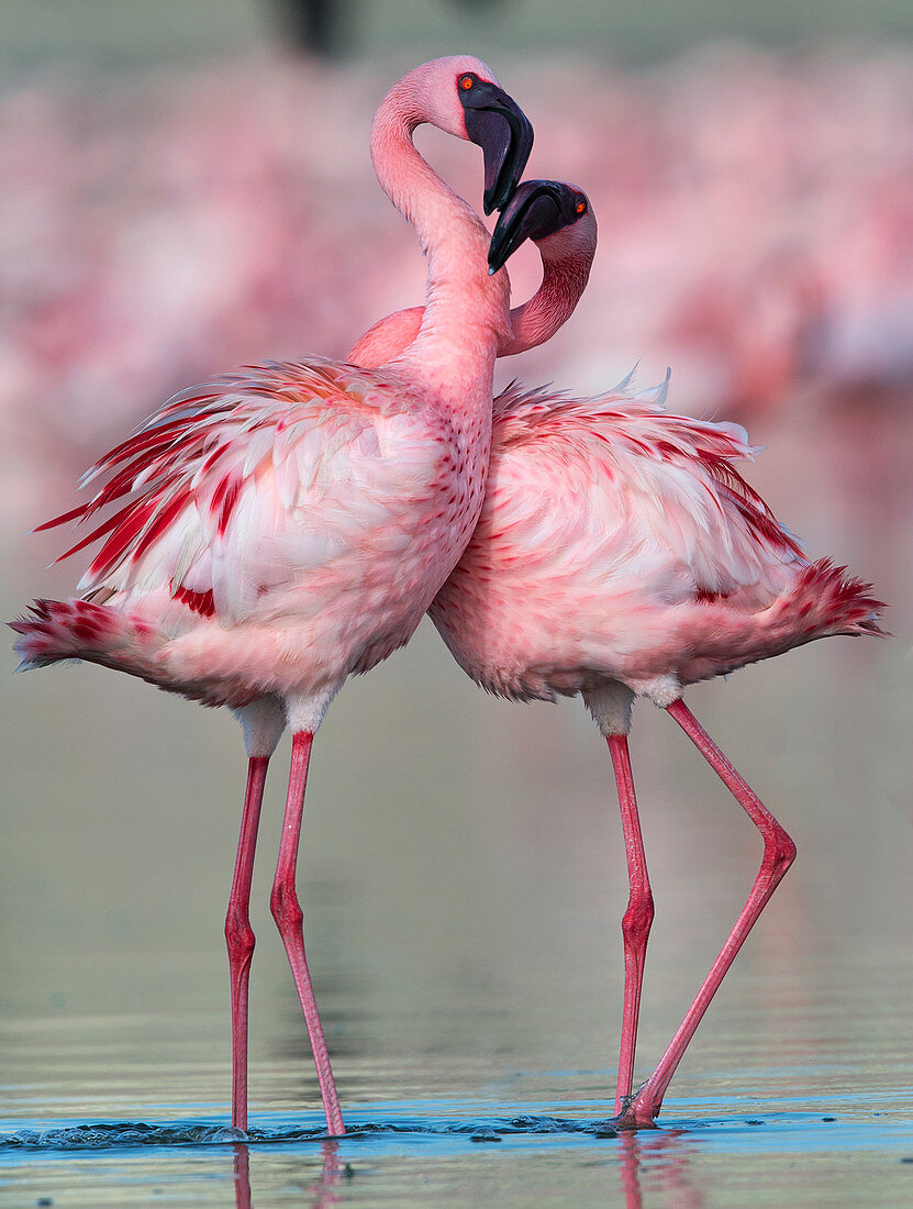 Lesser flamingo (Phoenicoparrus minor)pair in courtship dance in Gujurat, India