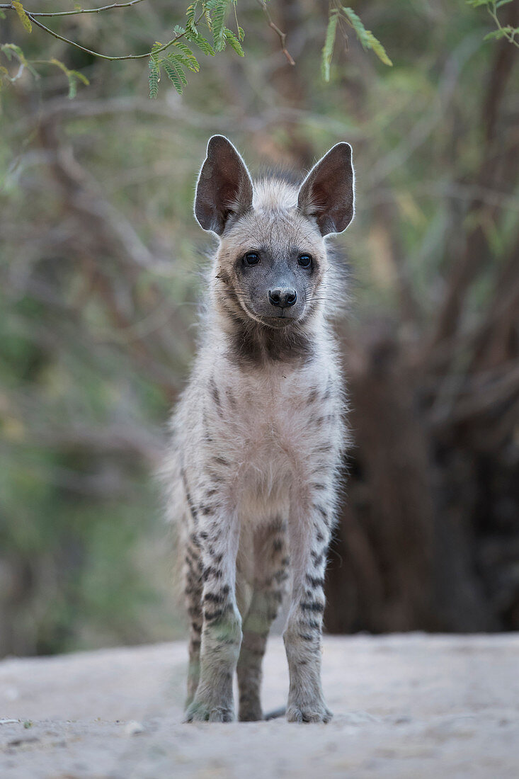 Streifenhyäne (Hyaena hyaena) in Kutch, Gujurat, Indien