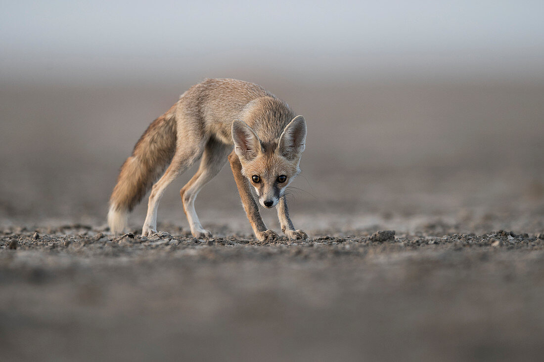 Wüstenfuchs oder Weißfußfuchs (Vulpes vulpes pusilla), Welpe in Kutch, Gujurat, Indien