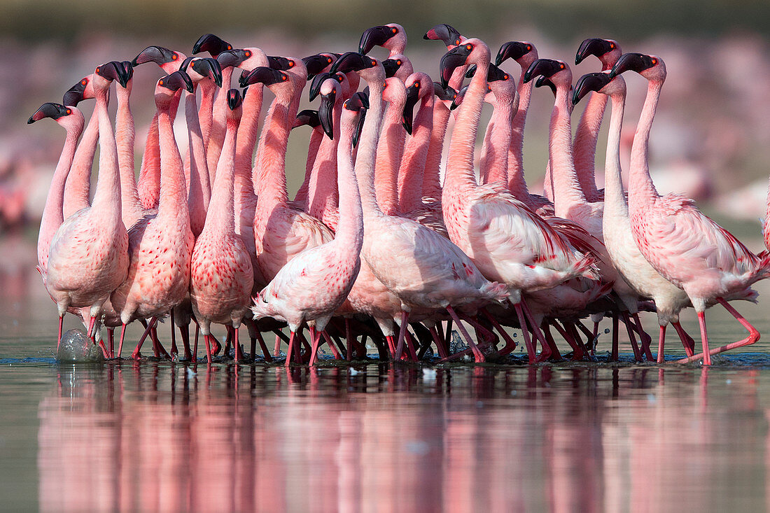 Zwergflamingo (Phoenicoparrus minor), Balztanz in Gujurat, Indien