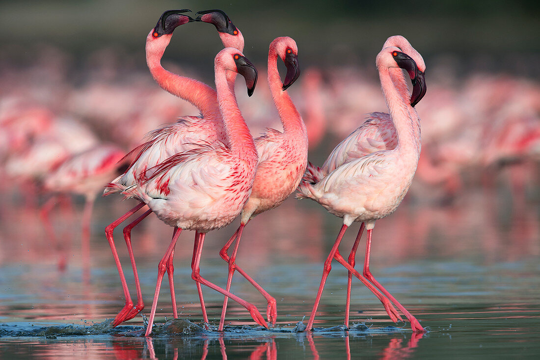 Lesser flamingo (Phoenicoparrus minor) courtship dance in Gujurat, India