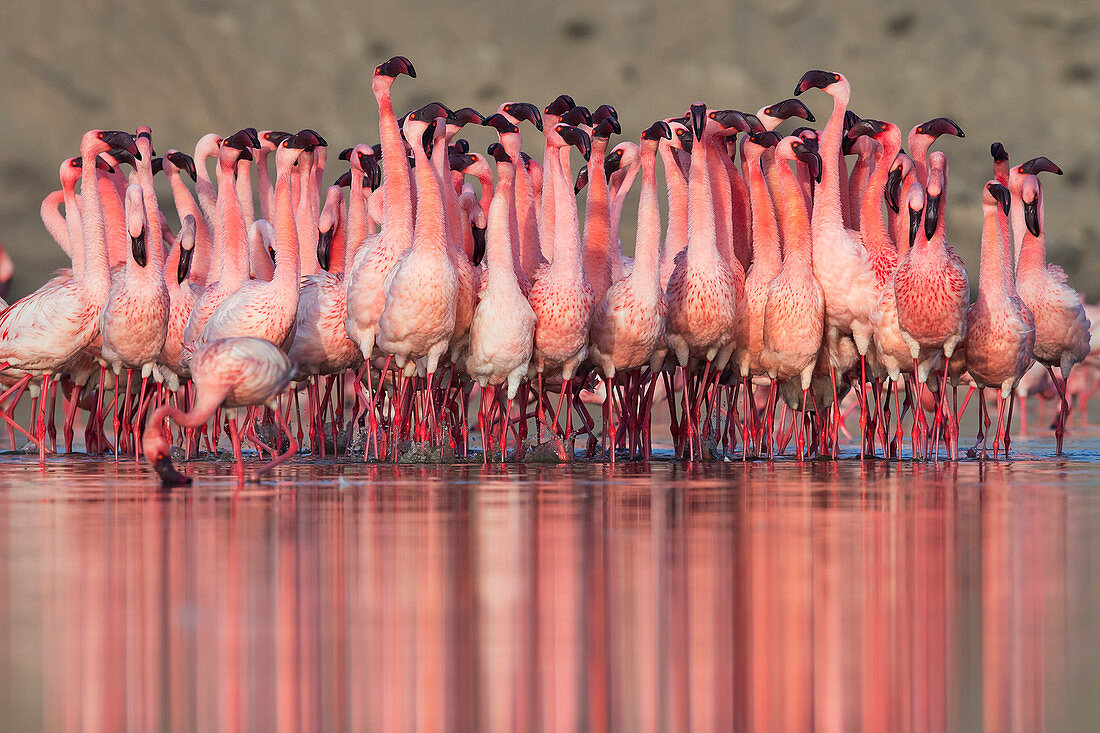 Zwergflamingo (Phoenicoparrus minor), Balztanz in Gujurat, Indien