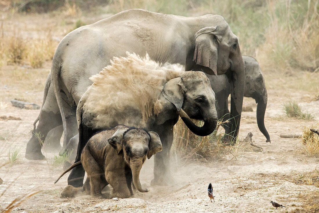 Aiatischer Elefant (Elephas maximus), Elefantenkalb beim Schlammbad im Corbett-Nationalpark, Indien