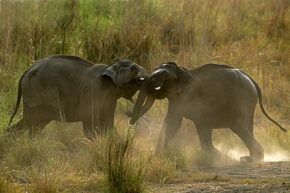 Asiatische Elefanten (Elephas maximus) beim Kämpfen im Corbett-Nationalpark, Indien