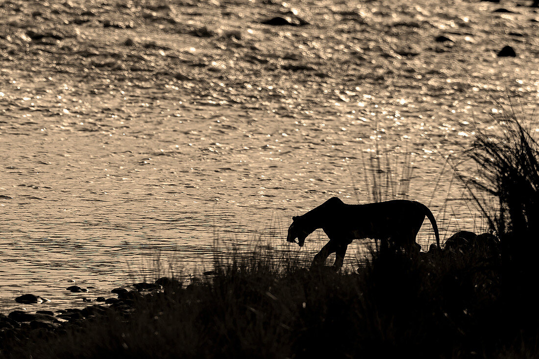 Tiger (Panthera tigris) Silhoutte in Corbett national park, India