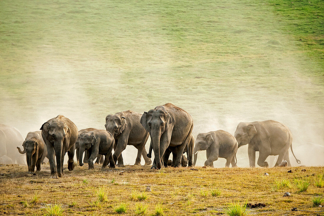 Asiatische Elefantenherde (Elephas maximus) im Corbett-Nationalpark, Indien