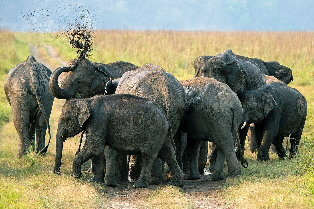 Asiatische Elefantenherde (Elephas maximus) in der Landschaft des Corbett-Nationalparks, Indien
