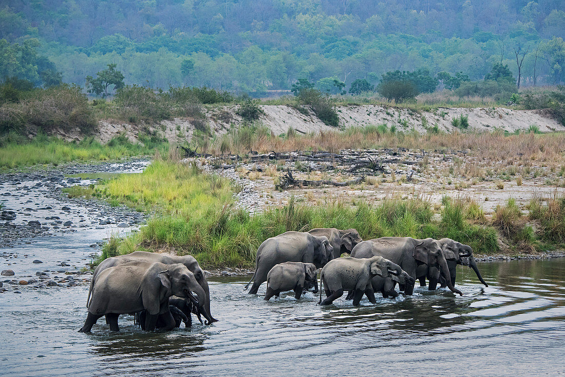 Asiatische Elefantenherde (Elephas maximus) im Ramganga Fluss, Corbett Nationalpark, Indien