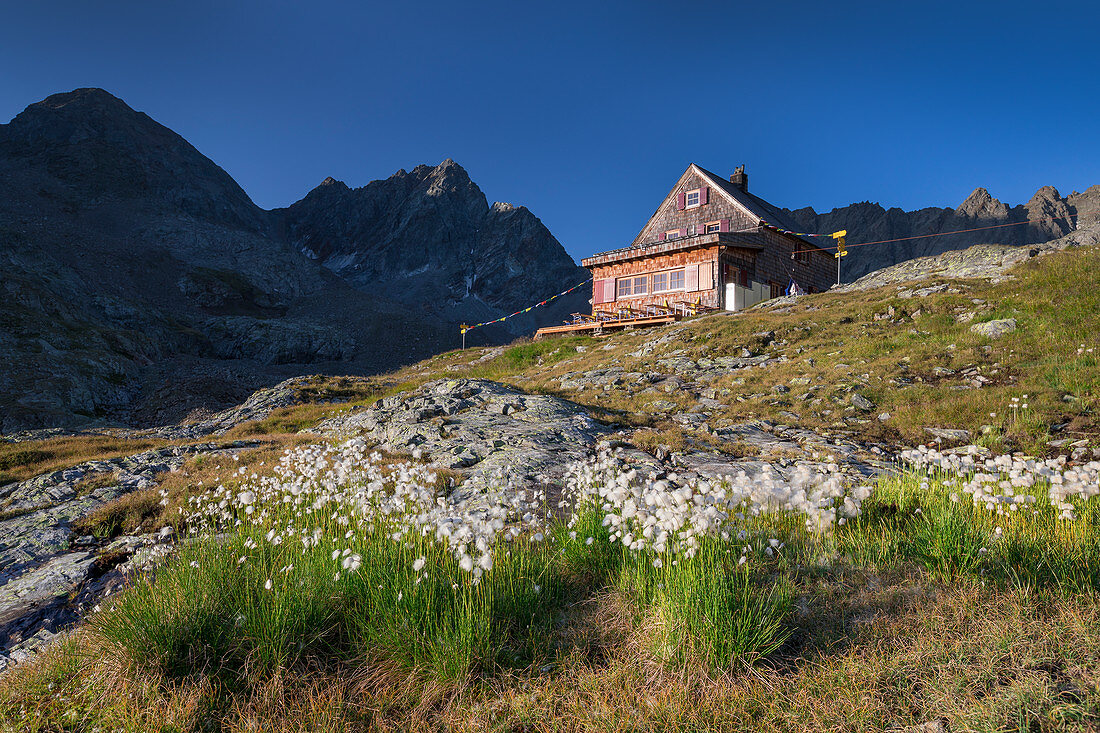 Flowers and mountains at the Nossberger Hütte in the Gradental in the Hohe Tauern National Park, Austria