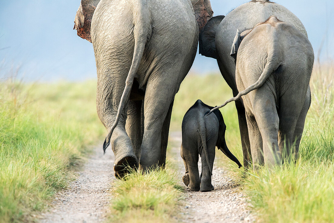 Asiatische Elefantenfamilie (Elephas maximus) im Corbett-Nationalpark, Indien