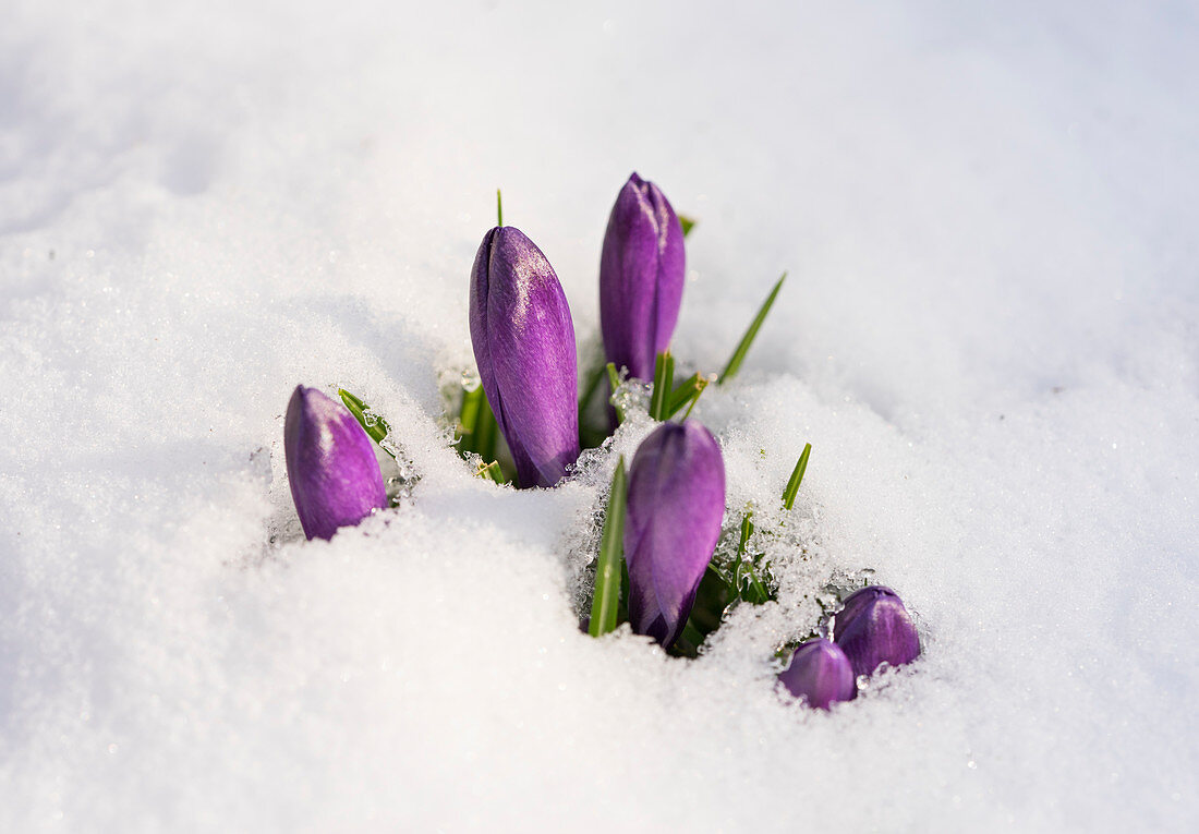 Frühlingskrokus im Schnee, West Sussex, UK