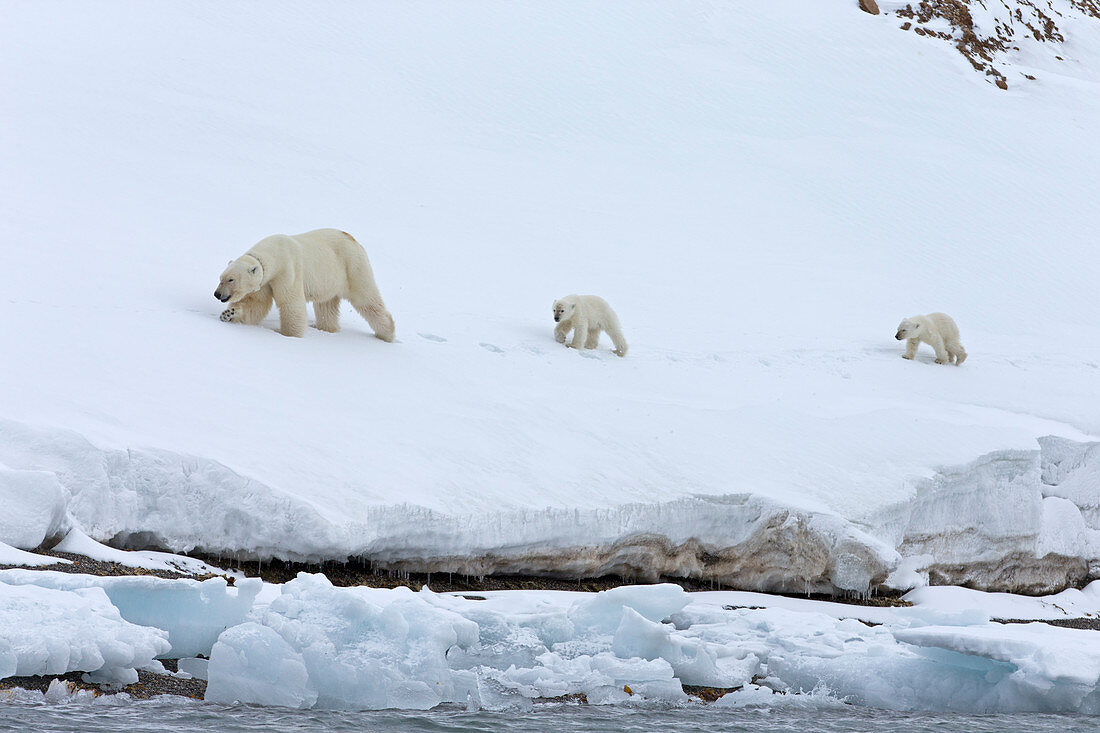 Eisbär (Ursus maritimus), Weibchen mit Halsband, mit Jungtieren, Spitzbergen