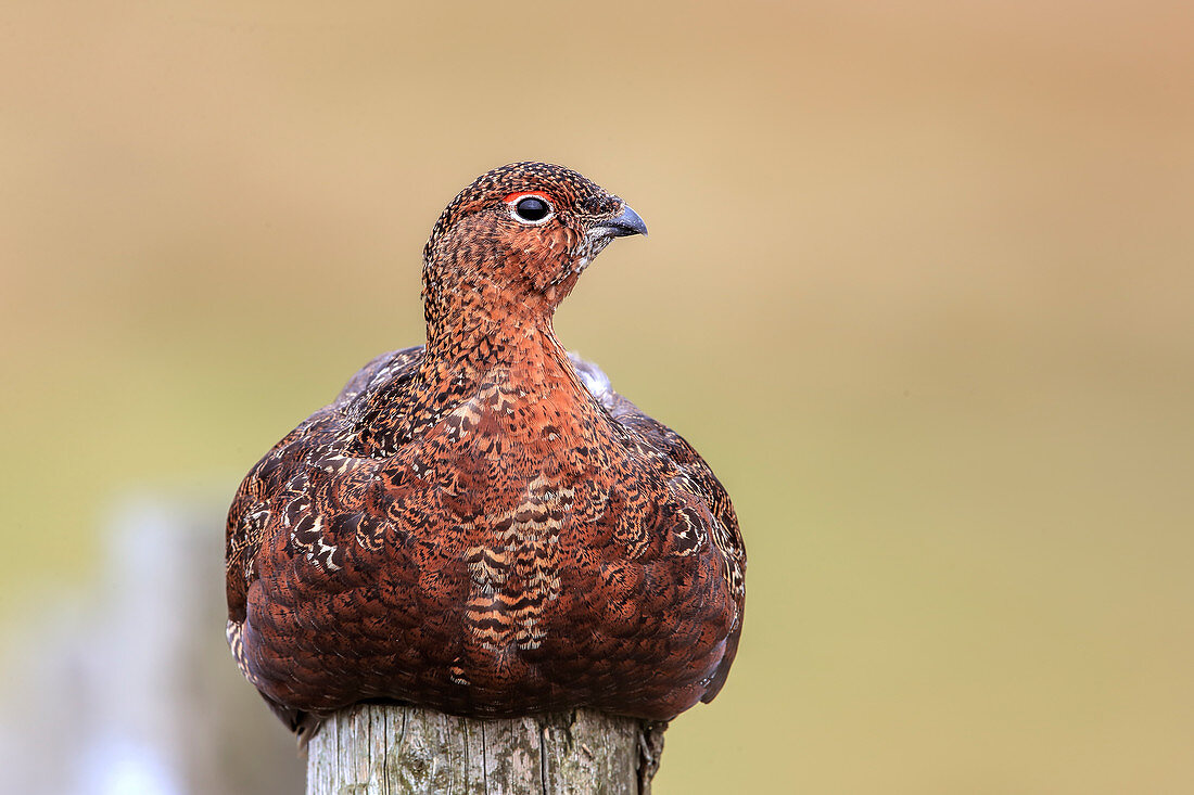 Schottisches Moorschneehuhn (Lagopus lagopus scotica) auf Heidewiese, Großbritannien