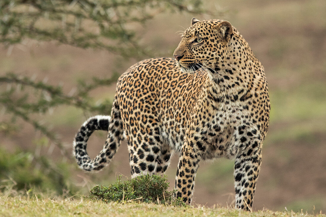 African Leopard (Panthera pardus) walking Maasai Mara, Kenya, Africa