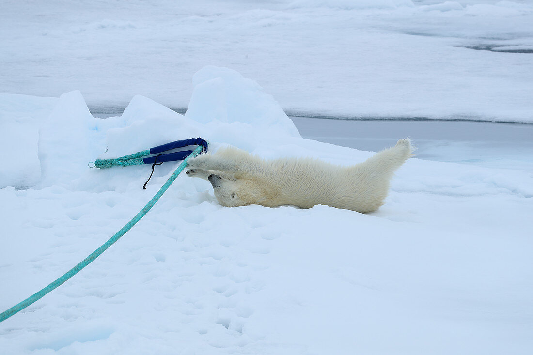 Eisbär (Ursus arctos) spielt mit dem Schiffsanker, Spitzbergen