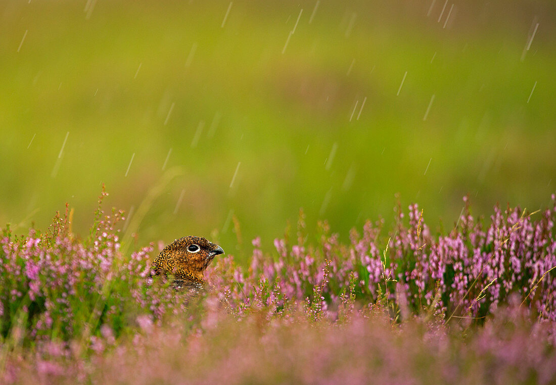 Schottisches Moorschneehuhn (Lagopus lagopus scotica) im Regen Schottland