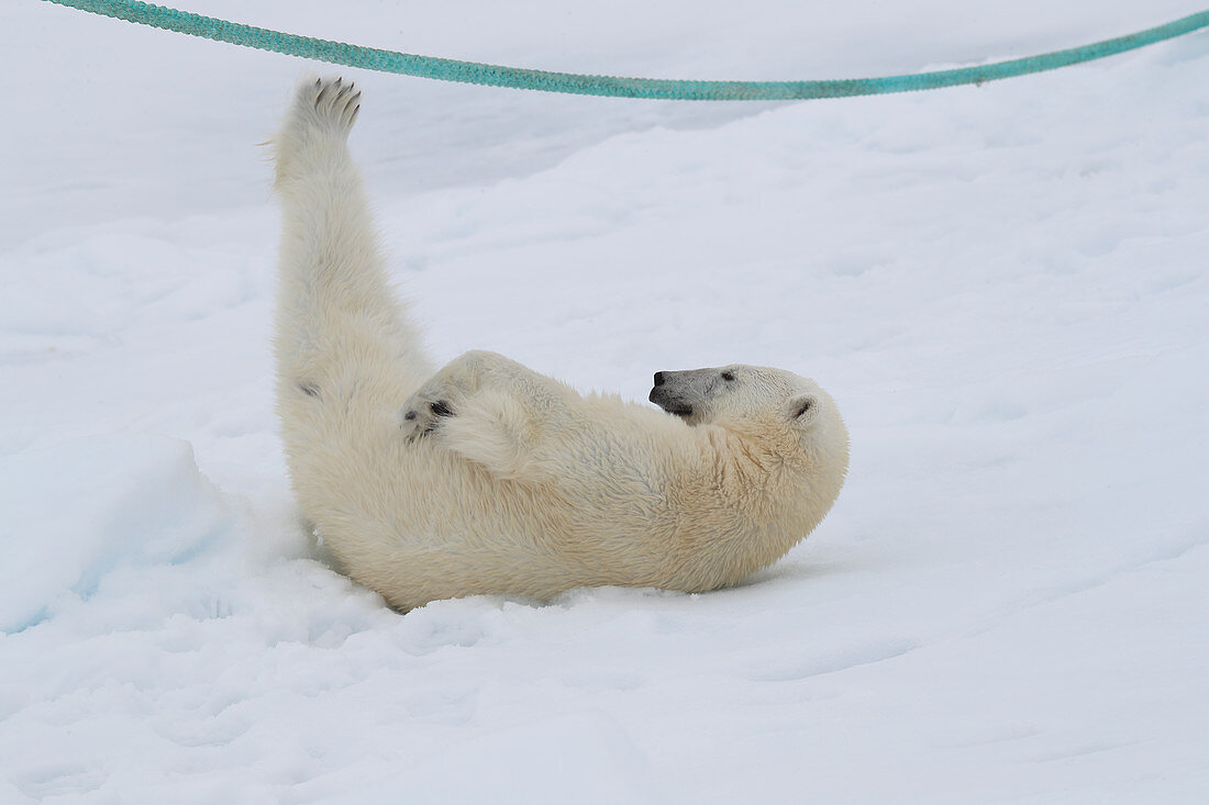 Polar Bear\n(Ursus arctos)\nplaying with ship's mooring rope\nSvalbard