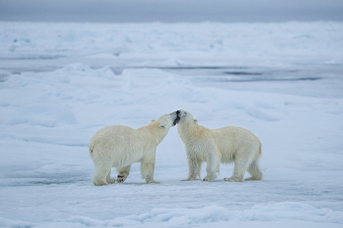 Eisbären (Ursus arctos) grüßen sich auf Meereis, Spitzbergen