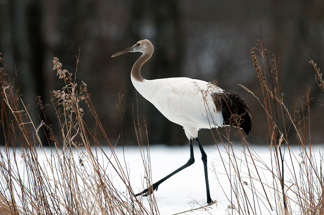 Mandschurenkranich, selten auch Rotkronenkranich (Grus japonensis), Jungvogel, Japan