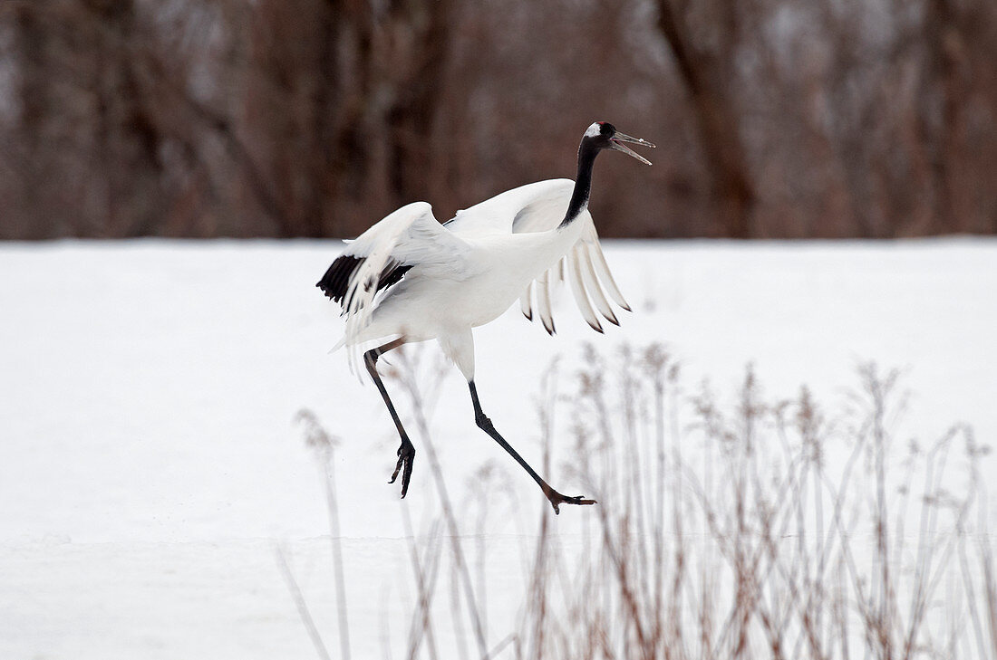 Mandschurenkranich, selten auch Rotkronenkranich (Grus japonensis), tanzend, Japan