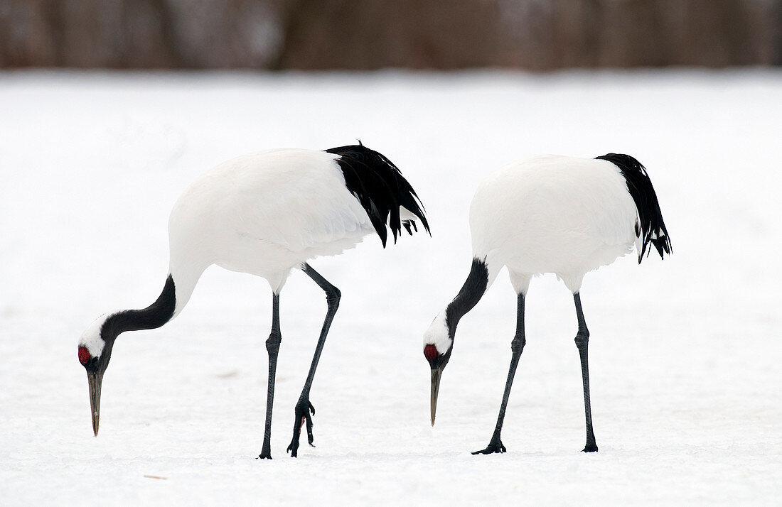 Japanese crane, Red-crowned crane (Grus japonensis) couple, Japan