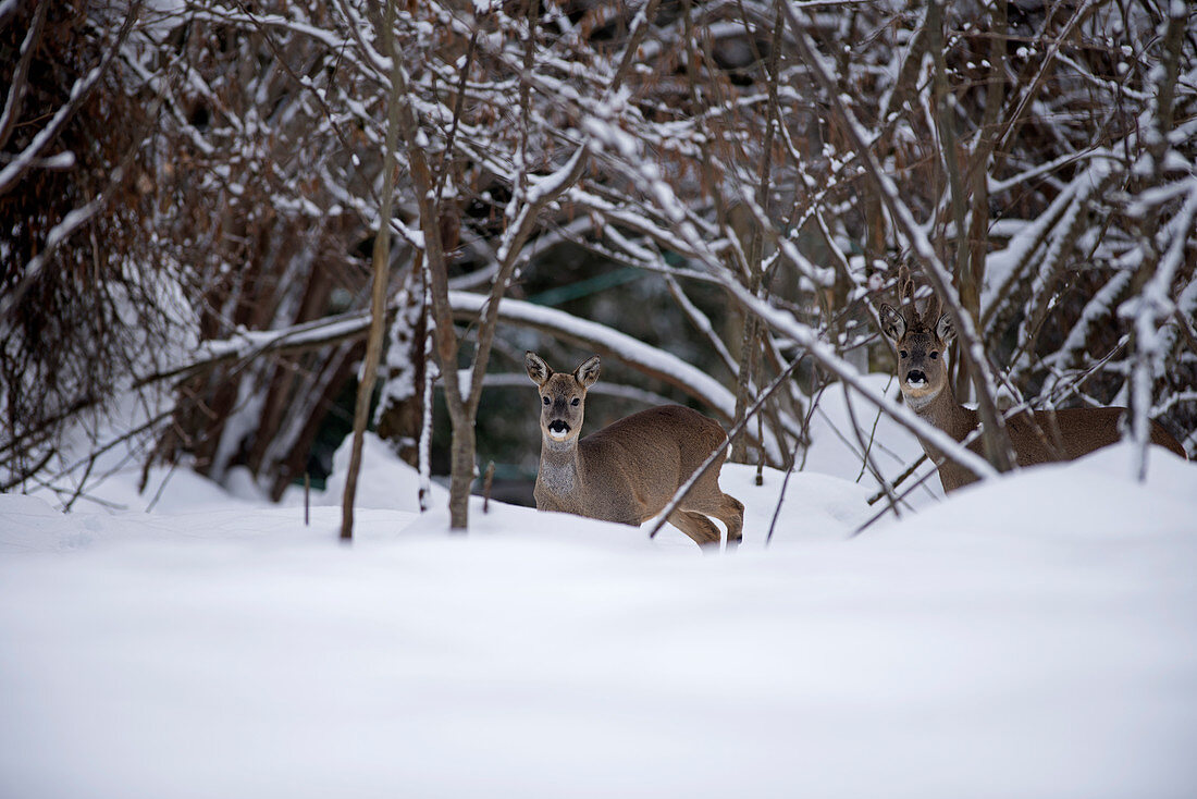 Rehe (Capreolus capreolus), weiblich und männlich, im Schnee, Frankreich