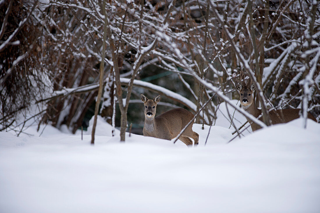 Roe Deer in the snow (Capreolus capreolus), female and male, France