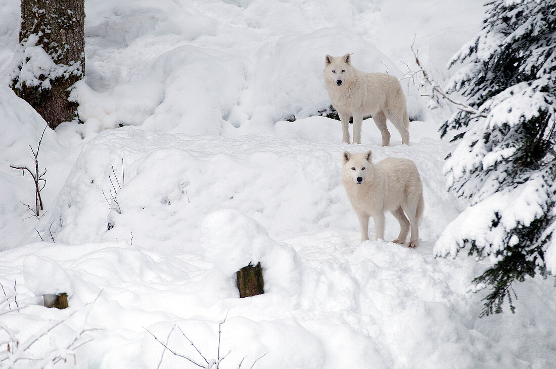 Polarwolf (Canis lupus arctos) im Schnee