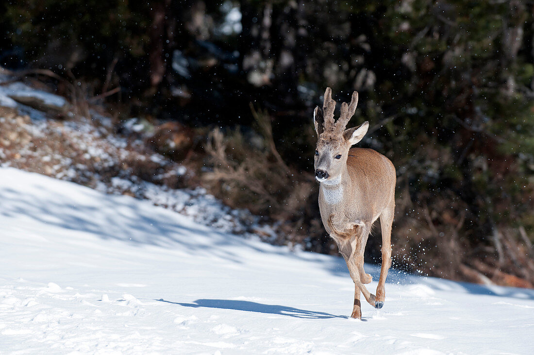 Roe deer running in the snow (capreolus capreolus), in velvet, France