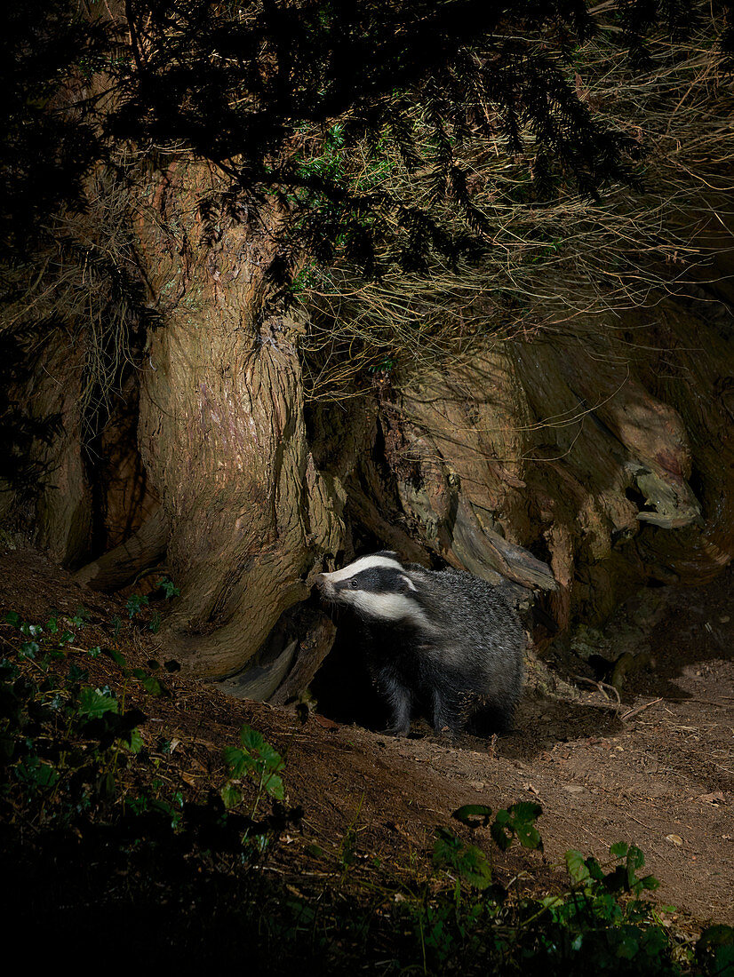 BADGER (Meles meles) rummagaing under Yew tree\nSussex, England                               