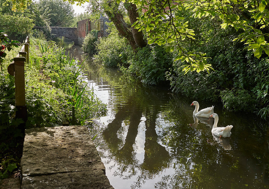 Domestic GEESE in Somerset river, Somerset levels, UK