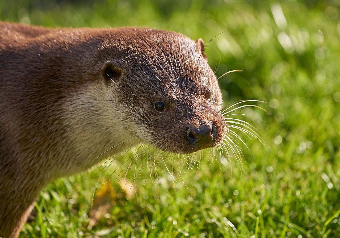 EURASIAN OTTER  portrait (Lutra lutra) -  illistrating its broad stubby head and wealth of strong whiskers