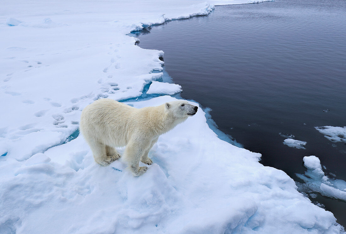 Polar Bear\n(Ursus arctos)\nwalking on sea ice\nSvalbard