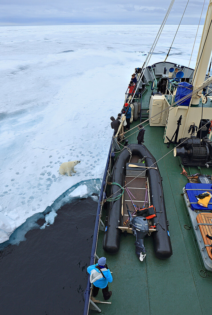 Polar Bear\n(Ursus arctos)\nnext to tourist ship\nSvalbard