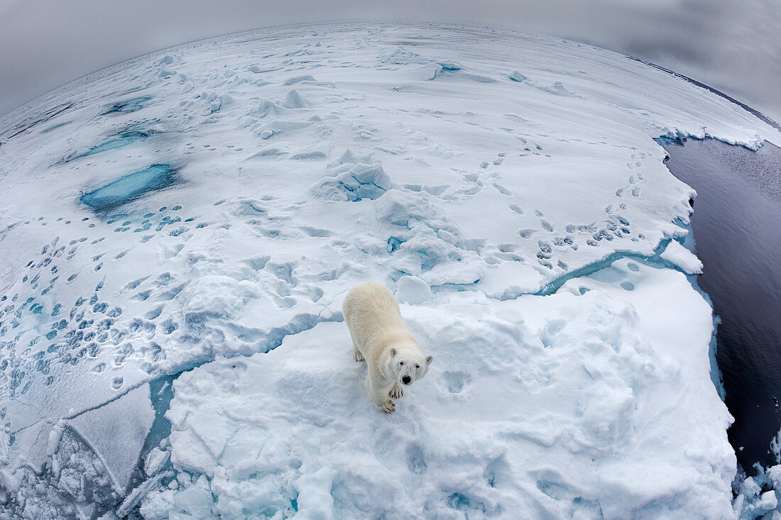 Eisbär (Ursus arctos) auf Meereis, Spitzbergen (Fischaugenobejktiv)
