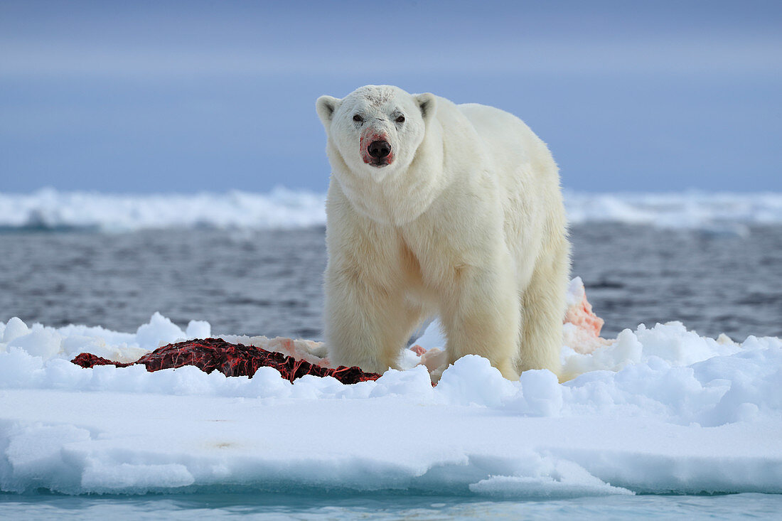 Eisbär (Ursus arctos maritimus) auf Packeis, mit frisch getötetem Seehund, Spitzbergen