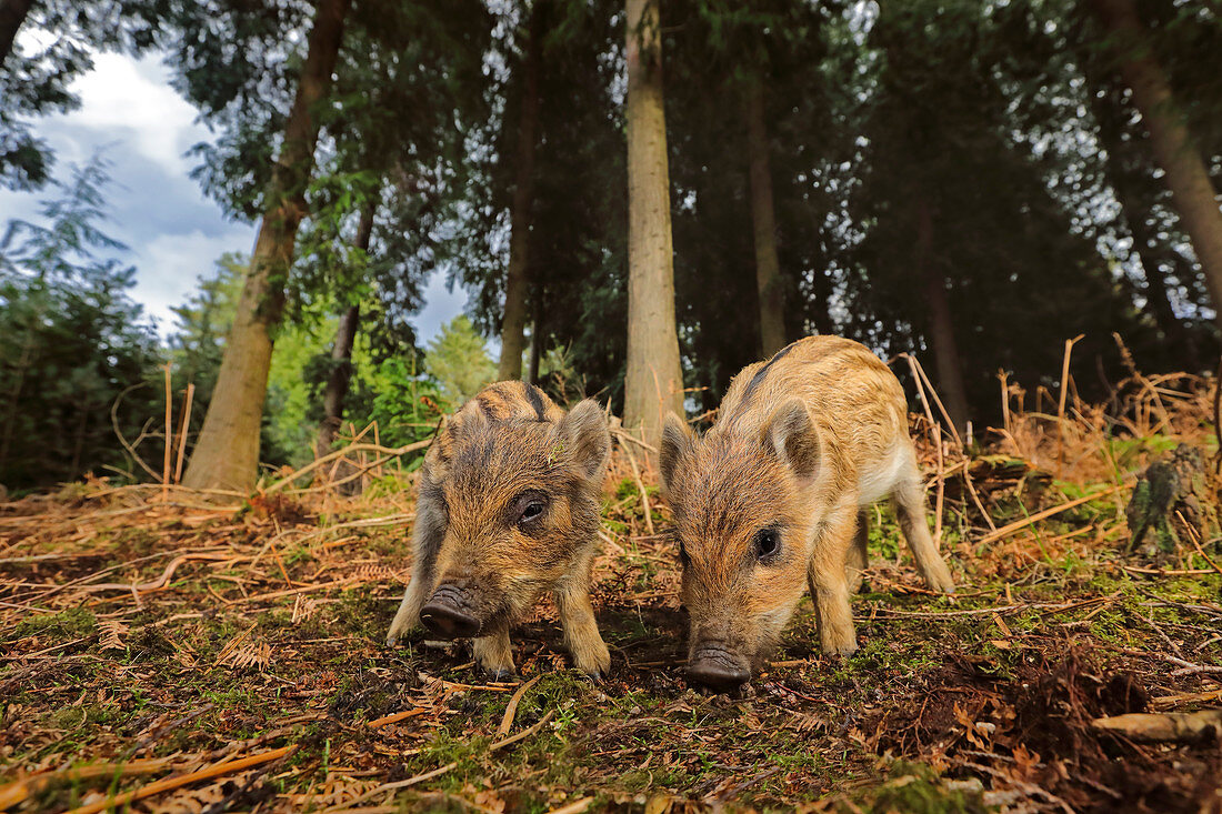 Wildschweinferkel (Sus scrofa) im Wald, Großbritannien