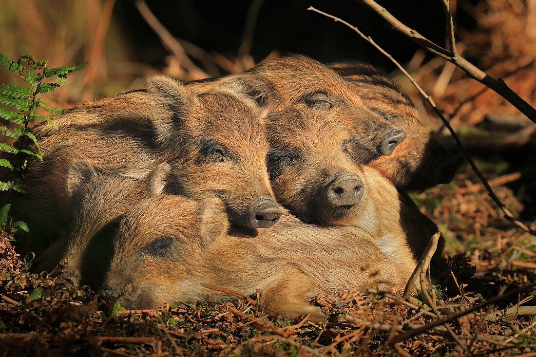 Wild Boar\n(Sus scrofa)\npiglets sleeping in forest\nUK